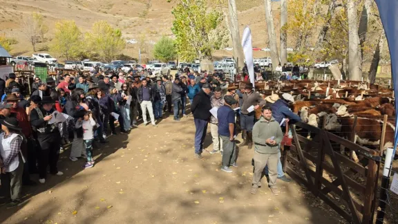guanacos-venta-total-de-529-cabezas-en-la-5-feria-de-inverna